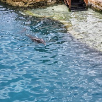 Dolphinaris - Arts & Entertainment Near Me - San Miguel de Cozumel, ROO