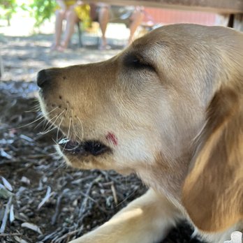 Tres Sabores Winery - Cody's cleaned up bite on his face - Wineries Near Me - Saint Helena, California Tres Sabores Winery - Cody's cleaned up bite on his face - Wineries Near Me - Saint Helena, California