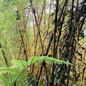 Akaka Falls State Park - Bamboo - Parks Near Me - Honomu, Hawaii