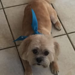 Hale's Pampered Pooch - My sweet happy boy after their wonderful job!