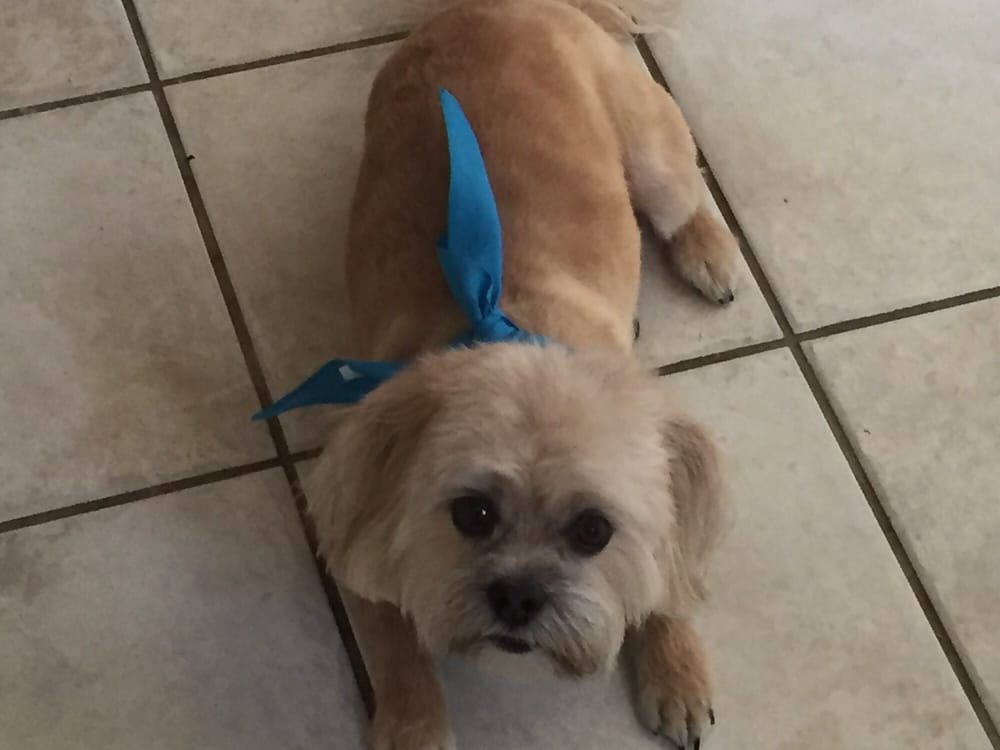 HALE’S PAMPERED POOCH Updated August 2024 6107 Woodmere Dr