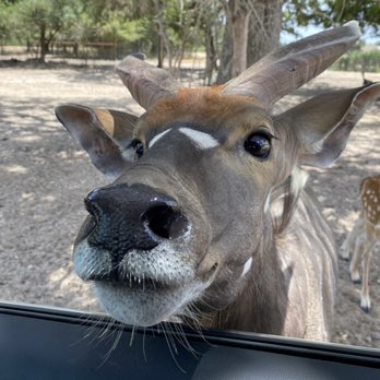 Aggieland Safari - Zoos Near Me - Bryan, Texas