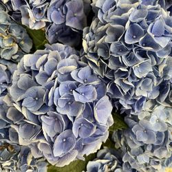 Dierbergs Markets - Edwardsville Crossing - Beautiful flowers!