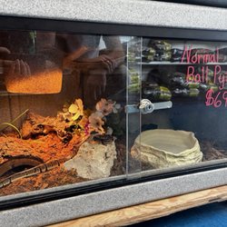 V I Pets - Ball python