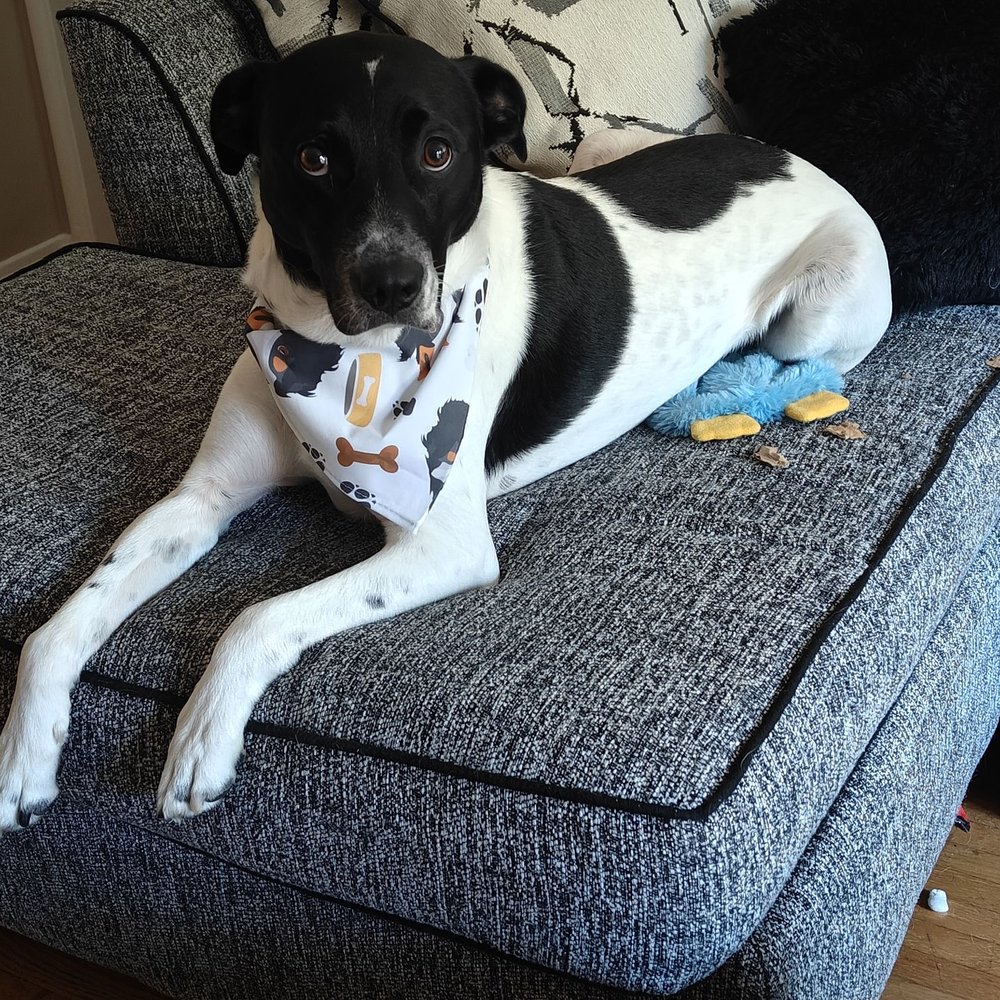 Super cute dog bandana!