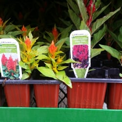 Peter Knippel Nursery