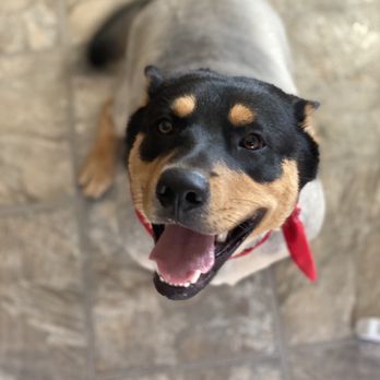 LOL Mobile Groomer - Pet Groomers Near Me LOL Mobile Groomer - Pet Groomers Near Me