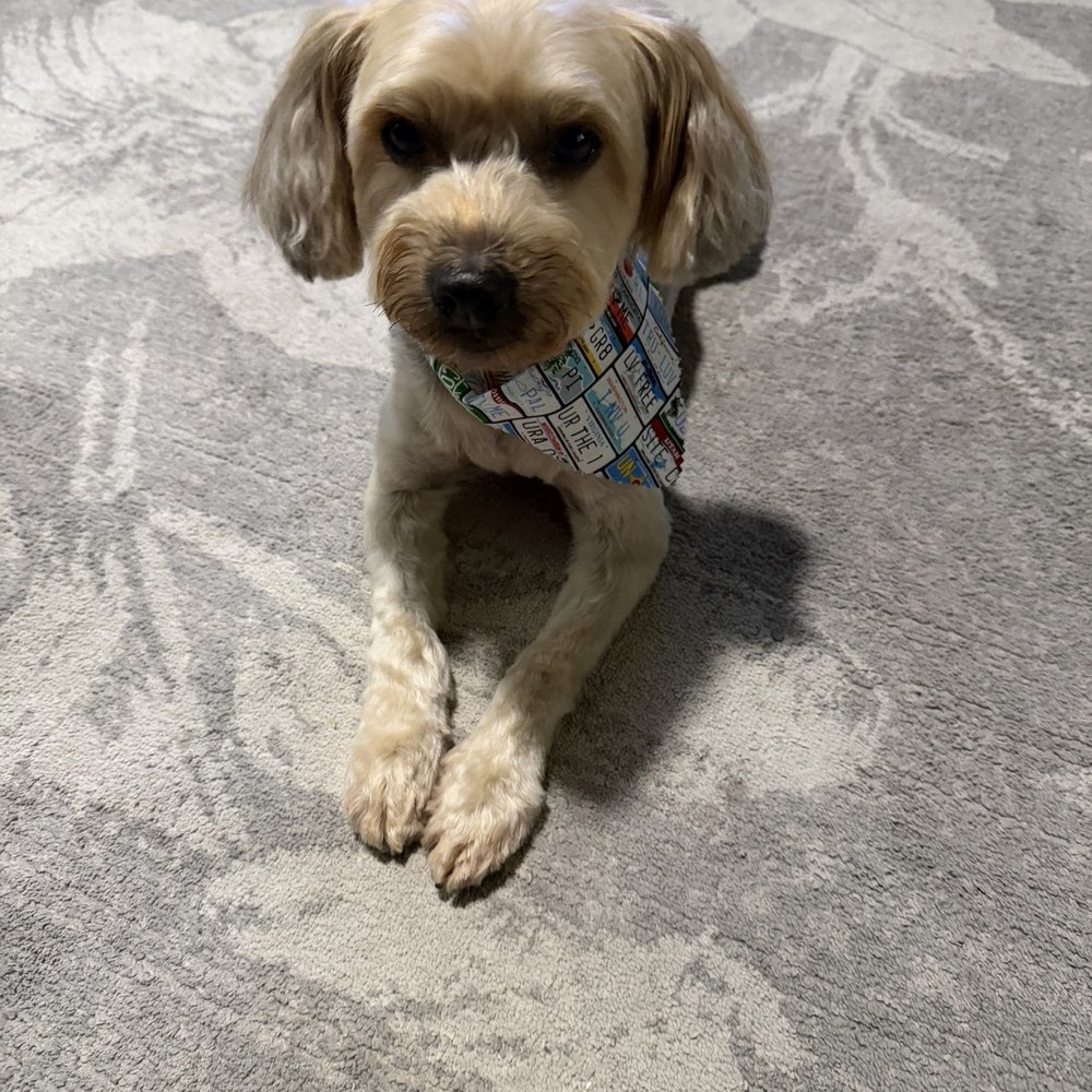 Bark Avenue - Pet Groomers Near Me - Fresno, California Bark Avenue - Pet Groomers Near Me - Fresno, California