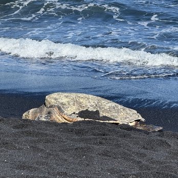 Punalu'u Black Sand Beach - Sea turtle - Beaches Near Me - Pahala, Hawaii Punalu'u Black Sand Beach - Sea turtle - Beaches Near Me - Pahala, Hawaii