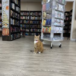 Back Again Bookshop - Mr Carmel