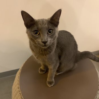 Cat & Craft - Coffee & Tea Near Me - Vista, California Cat & Craft - Coffee & Tea Near Me - Vista, California