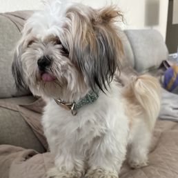 Before picture of our dog