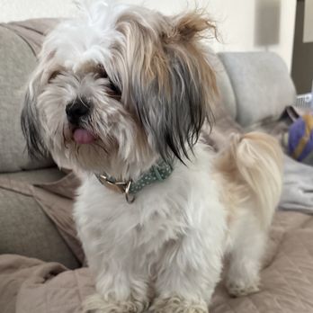 Happy Bay Paws - Before picture of our dog - Pet Groomers Near Me