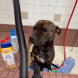 My pup Chanel in the PetWash Station. My pup Chanel in the PetWash Station.