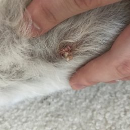 Mutilated skin lump