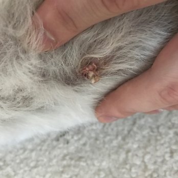 Young Style - Mutilated skin lump - Pet Groomers Near Me - Bellevue, Washington