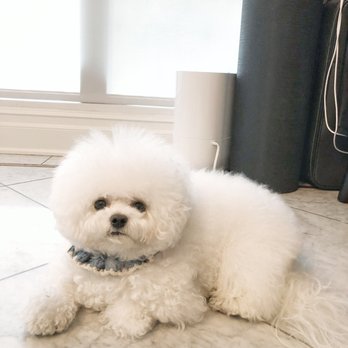 Blue Pooch - Haru's cut - Pet Groomers Near Me - Los Angeles, California Blue Pooch - Haru's cut - Pet Groomers Near Me - Los Angeles, California
