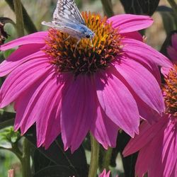 Stockton Chinese Cemetery - Butterfly visiting flowers at a family 6 grave
