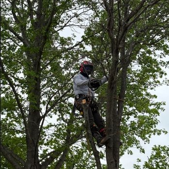Shamblin's Tree Service - Professional tree removal service in Burleson - Tree Services Near Me - Burleson, Texas Shamblin's Tree Service - Professional tree removal service in Burleson - Tree Services Near Me - Burleson, Texas