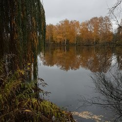 Pankower Karpfenteiche - Herbststimmung