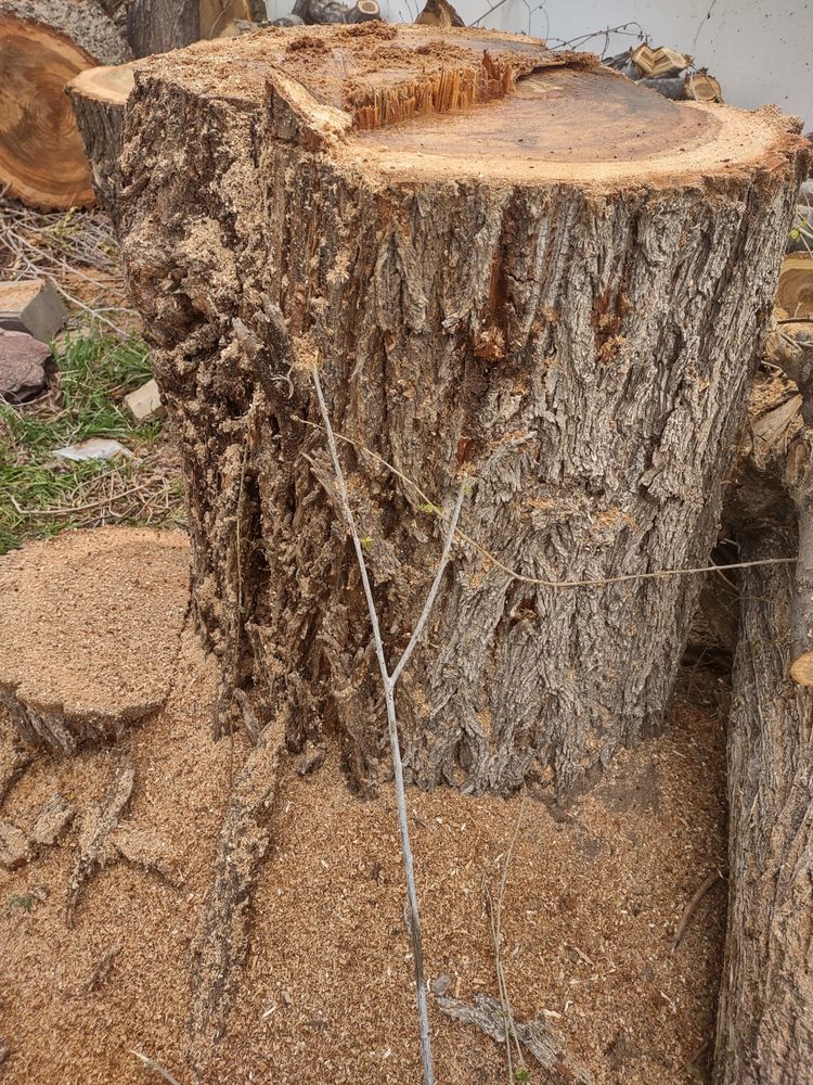 Tree Surgeon Expert - tree service in Salt Lake City, UT