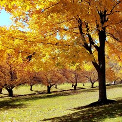 Hurd Park - November in New Jersey