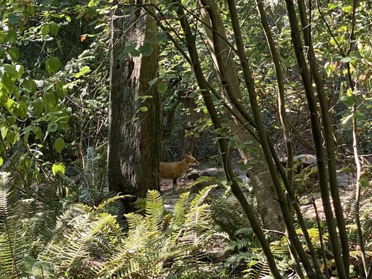 Northwest Trek Wildlife Park by null