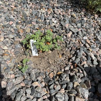 Bluestone Perennials - Snow White Nepata (Catmint) - Nurseries & Gardening Near Me - Madison, Ohio Bluestone Perennials - Snow White Nepata (Catmint) - Nurseries & Gardening Near Me - Madison, Ohio