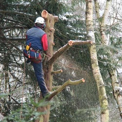 Mid State Tree Service