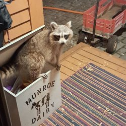 Munroe Dairy - Former  customer.   I still have your milk box.  A very curious visitor a few nights ago.