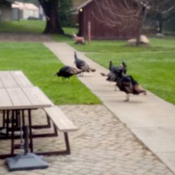 Daybreak Camp - Turkey vultures that visit the camp ground