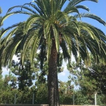 Pena Tree Service - Canary palm - Tree Services Near Me