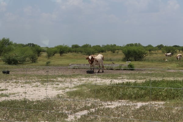 King Ranch by null
