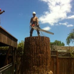 West Valley Arborists - We always like a challenge