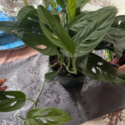 SSD Flowers - When I tell you my self care consist of me driving on over to SSD and picking up some plants .Ms.Dee and Steven are amazing people.