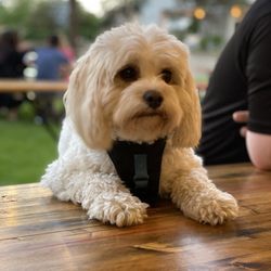 Anton's Garden - Pet friendly I suppose.