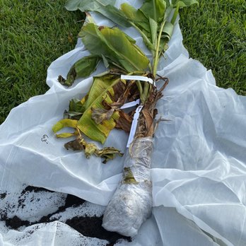 Ty Ty Nursery - Time to see how many plants can be bundled together, part two. - Nurseries & Gardening Near Me - Ty Ty, Georgia