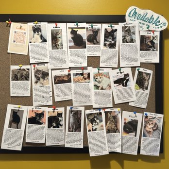 The Witty Whisker Cat Cafe - Themed Cafes Near Me - St. Augustine, Florida The Witty Whisker Cat Cafe - Themed Cafes Near Me - St. Augustine, Florida