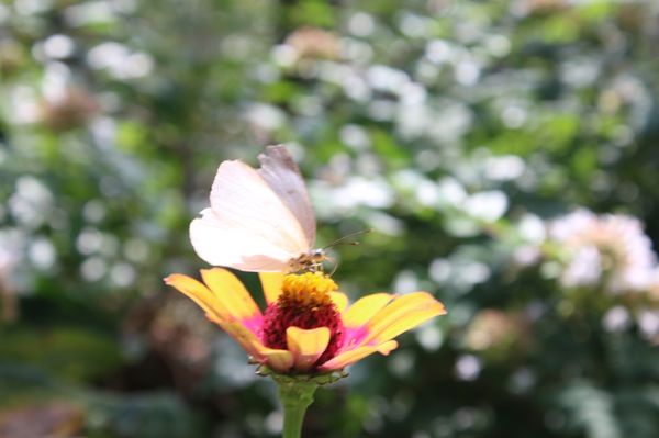 Huntsville Botanical Garden by null