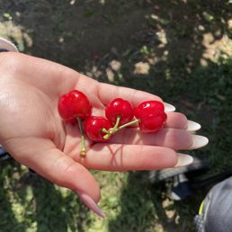 Very pretty but I personally like a darker cherry Very pretty but I personally like a darker cherry