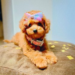 Sassy Paws Mobile Pet Salon - Sassy ‍