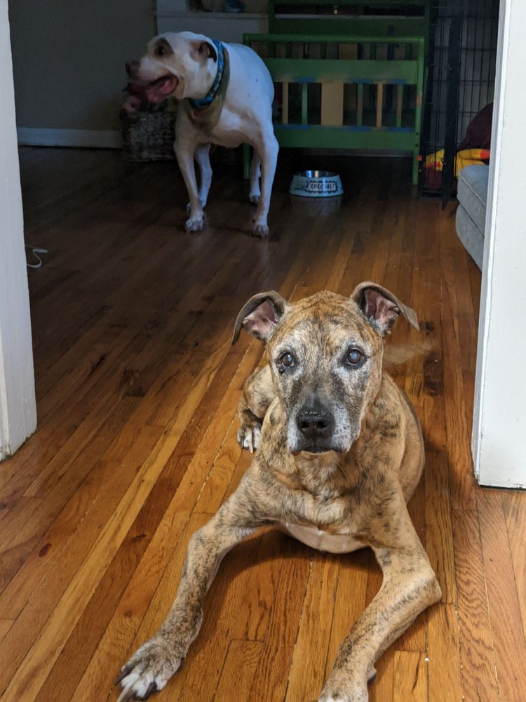 BLUE RIDGE ANIMAL HOSPITAL Updated September 2024 15 Photos 306 W