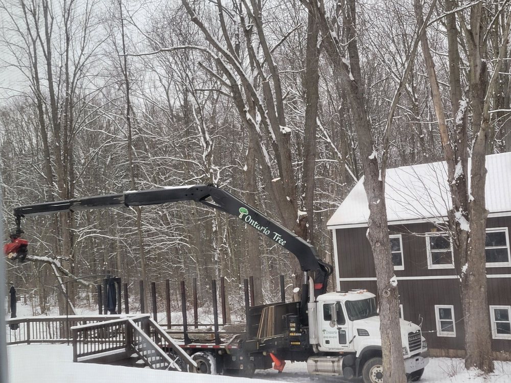 Ontario Tree - tree service in Williamson, NY