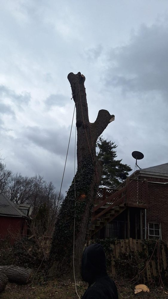 Juniors Tree Service - tree service in Detroit, MI