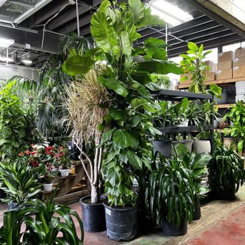 Tall Plants - Pothos - Nurseries & Gardening Near Me - Houston, Texas