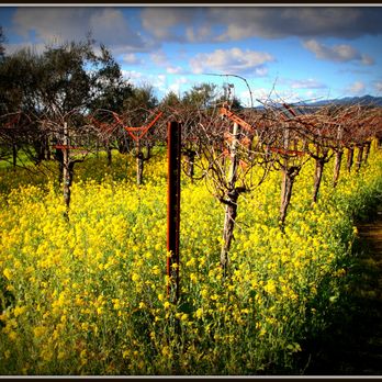 Frog's Leap Winery - Vineyard view facing south. - Wineries Near Me - Rutherford, California Frog's Leap Winery - Vineyard view facing south. - Wineries Near Me - Rutherford, California