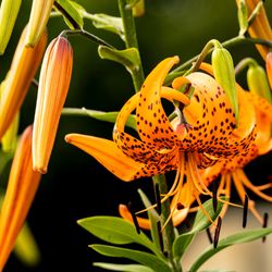 Highland Park - Possible tiger lilies?  I dunno, spotted and beautiful in the entry garden @ Highland Park