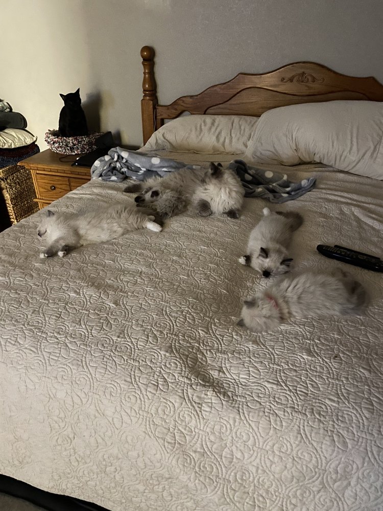 ARIZONA HOUSE OF RAGS Updated October 2024 47 Photos 6826 N 181st