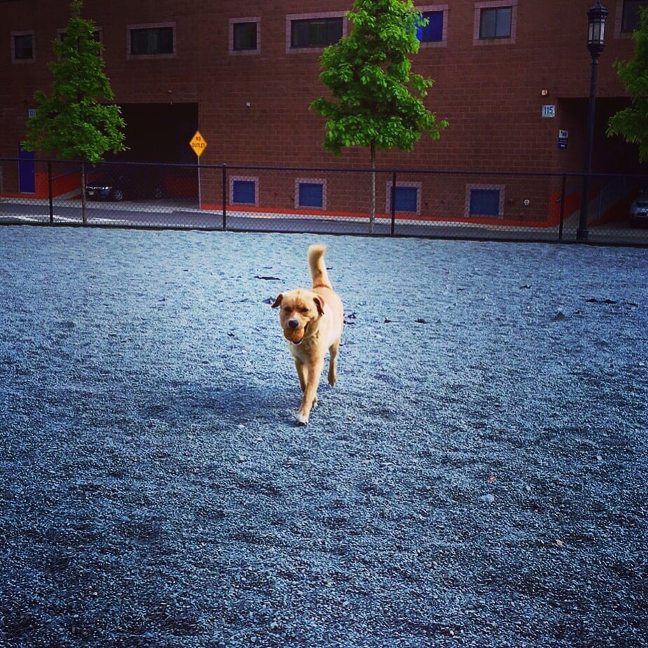 Channel Center Dog Park Logo