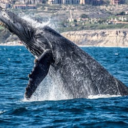 Davey's Locker - Humpback whale breaching almost completely out of the water viewed on whale watching cruise.